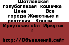 Шотланская голубоглазая  кошечка › Цена ­ 5 000 - Все города Животные и растения » Кошки   . Иркутская обл.,Иркутск г.